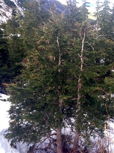 Sirococcus-shoot-blight-mountain-hemlock-DanMoller-Tongass-2