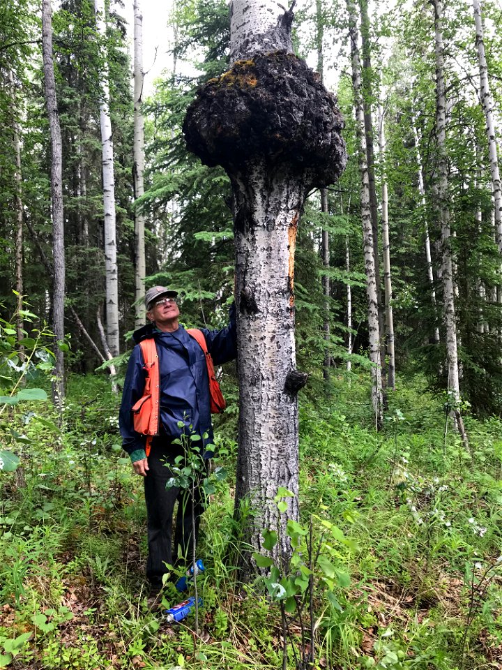 Diplodia-gall-aspen-Alaska-1