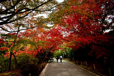 京都龍安寺/Kyoto Ryoanji