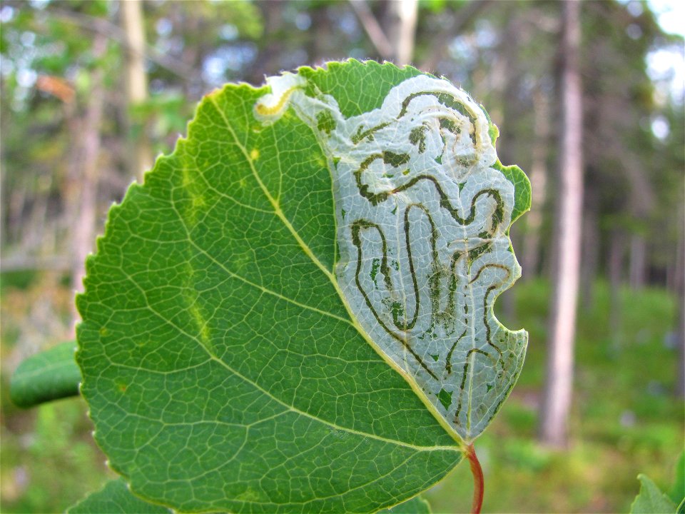 Aspen-leafminer-Alaska