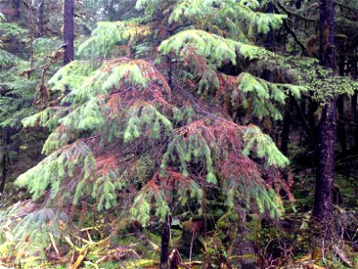 Rhizosphaera-discoloration-symptoms-Sitka-spruce-Tongass-6 photo