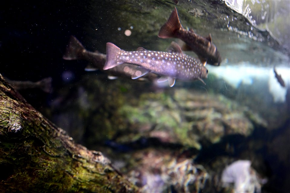 京都水族館 / Kyoto Aquarium