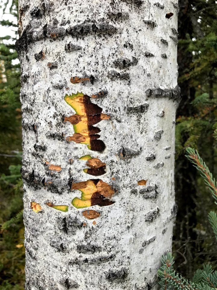 Aspen-running-canker-12-inch-diameter-aspen-Nenana-2017-Alaska