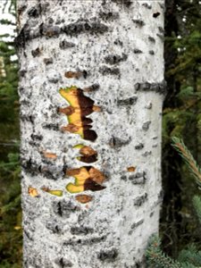 Aspen-running-canker-12-inch-diameter-aspen-Nenana-2017-Alaska