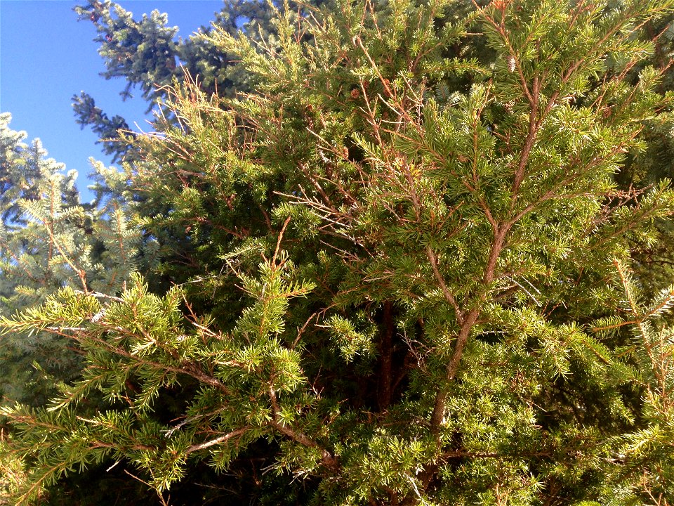 Sirococcus-shoot-blight-mountain-hemlock-DanMoller-Tongass-3