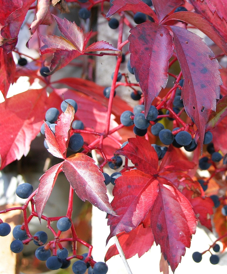 The branch with ripe berries of viburnum