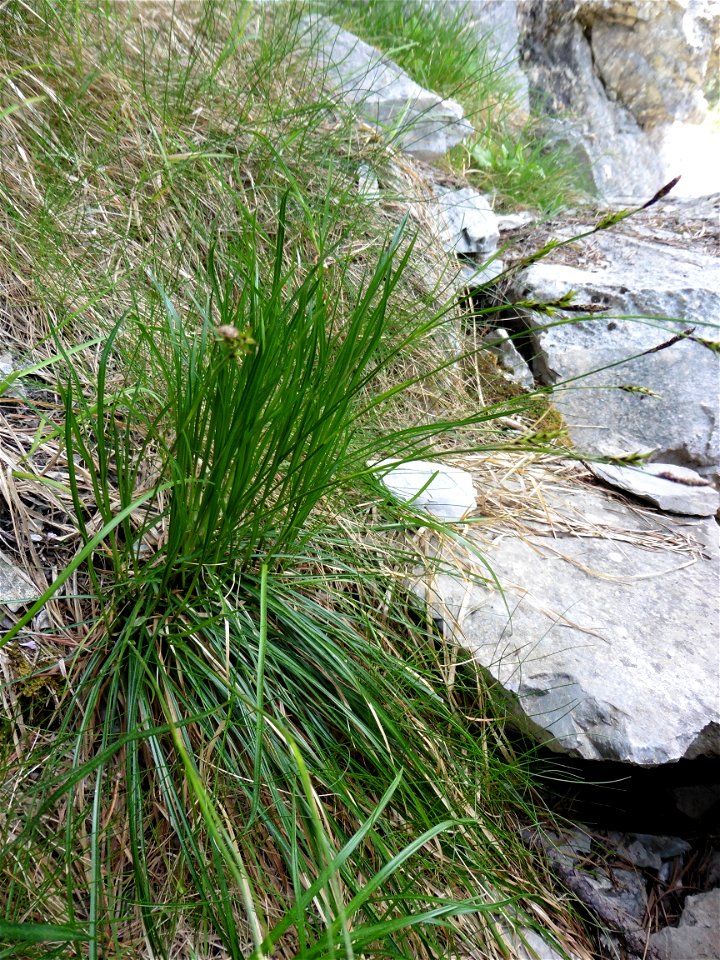 Carex sempervirens Vill., 1787