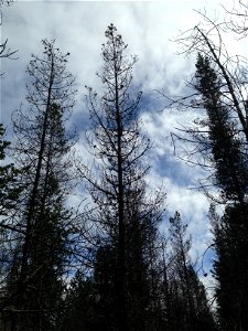 Dothistroma-needle-blight-thin-crowns-Gustavus-Alaska-1
