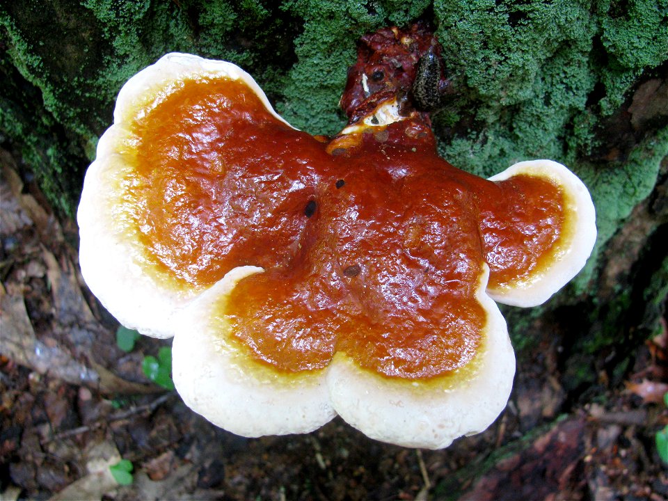 Ganoderma-tsugae-Tongass-2
