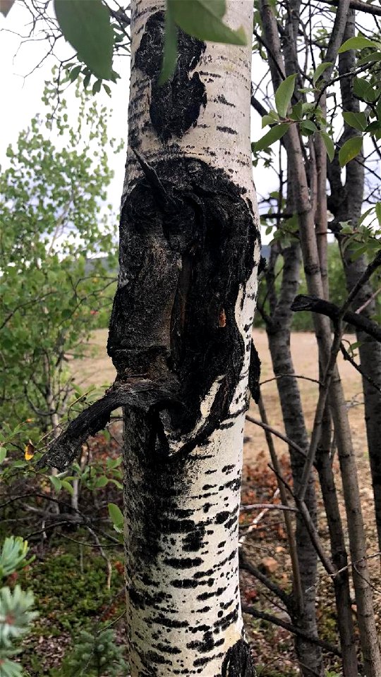 Aspen-target-canker-Bonanza-Creek-August-2017-Alaska