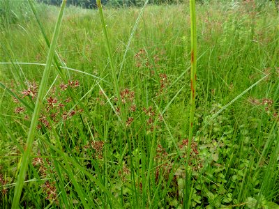 Cyperus longus L., 1753