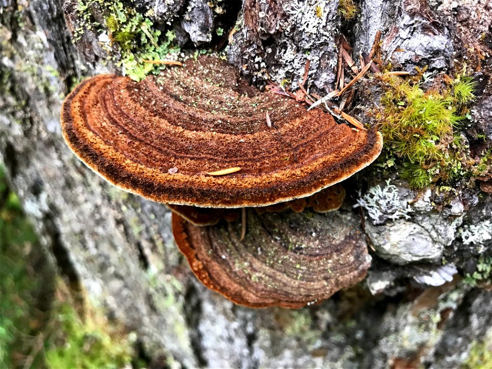 Porodaedalea-pini-Tongass-1
