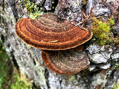 Porodaedalea-pini-Tongass-1