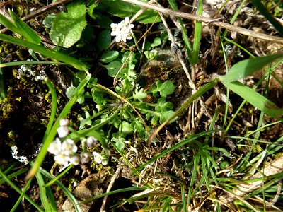 Teesdalia nudicaulis (L.) W.T.Aiton, 1812