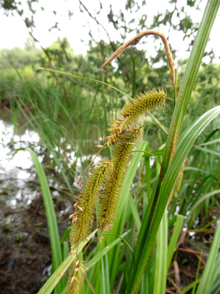 Carex pseudocyperus L., 1753
