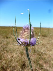 Dipsacus fullonum L., 1753