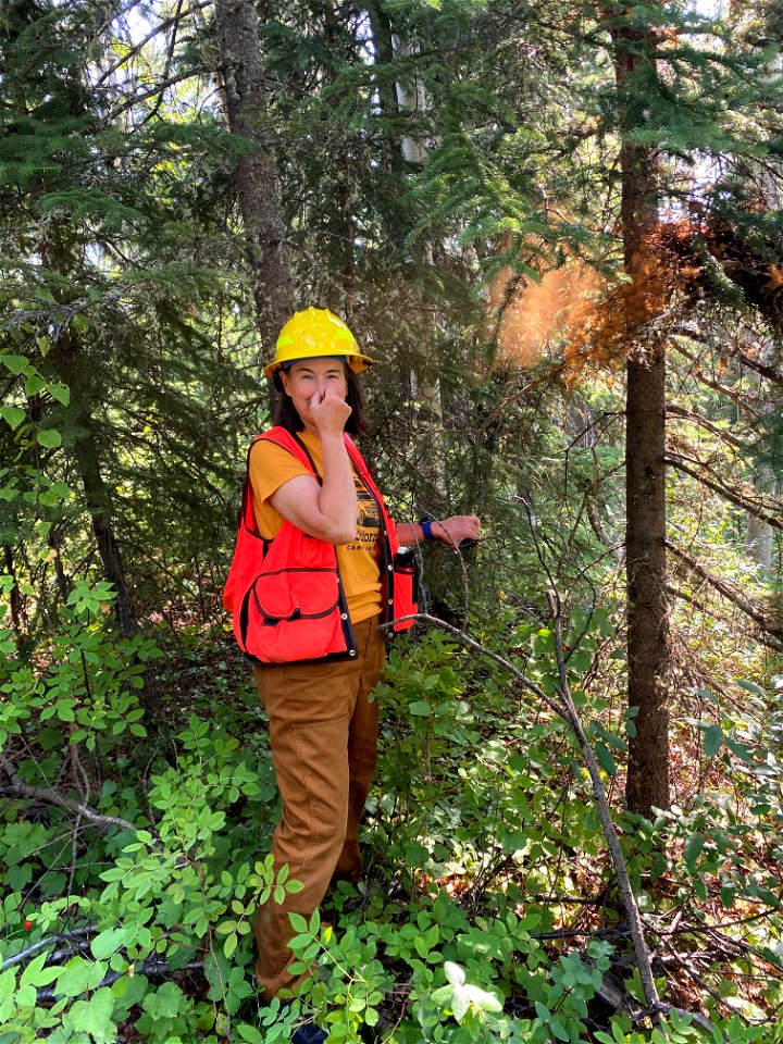 Lori-Winton-spruce-broom-rust-2021-Bonanza-Creek-Alaska-1
