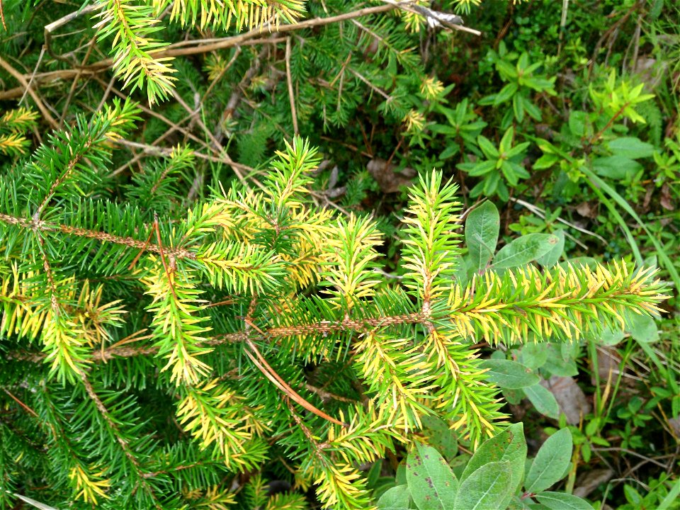 pruce-needle-rust-infected-foliage-Juneau-Tongass-4