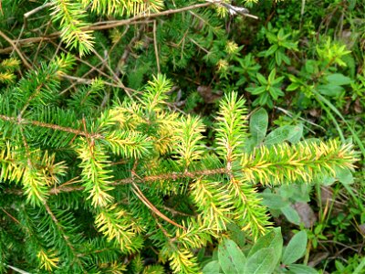 pruce-needle-rust-infected-foliage-Juneau-Tongass-4