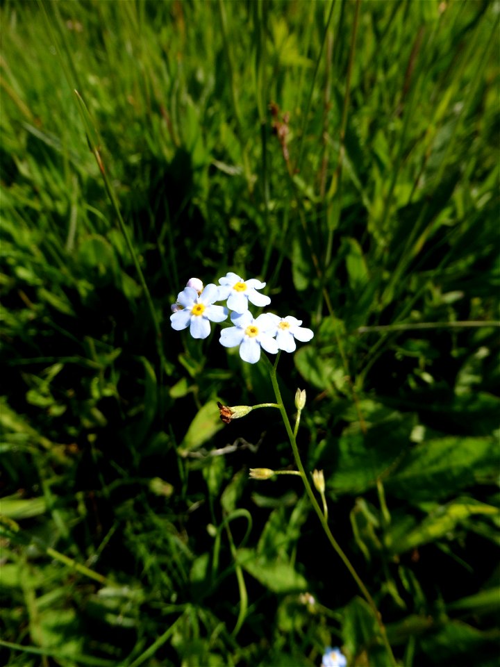 Myosotis laxa subsp. cespitosa (Schultz) Hyl. ex Nordh., 1940