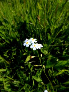 Myosotis laxa subsp. cespitosa (Schultz) Hyl. ex Nordh., 1940