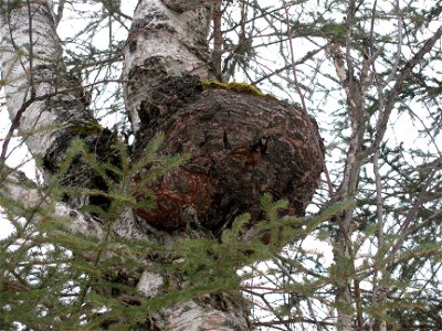 Inonotus-obliquus-birch-Anchorage-Alaska-1
