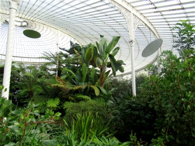 Glasgow Botanic Gardens photo