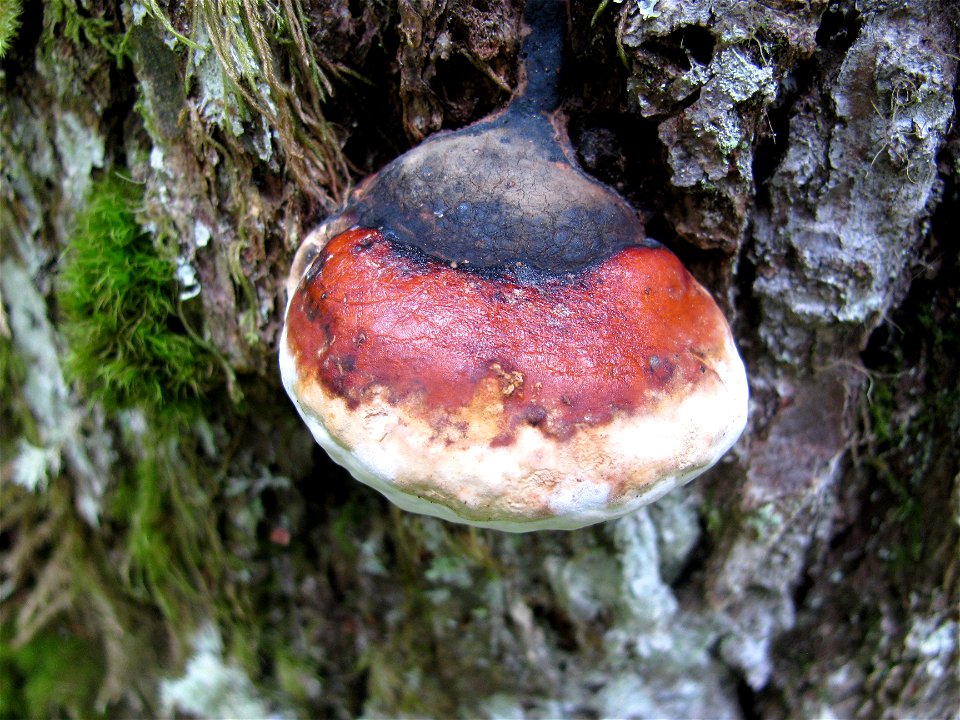 Fomitopsis-pinicola-mounceae-conks-Alaska-3