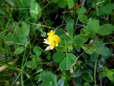 Medicago suffruticosa Ramond ex DC., 1805