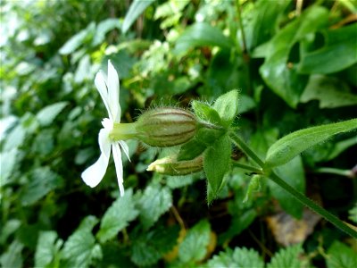 Silene latifolia Poir., 1789
