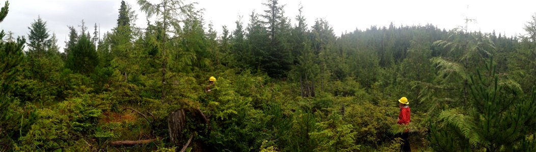 Yellow-cedar-young-growth-healthy-Zarembo-Island-Tongass