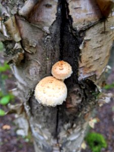 Pholiota-on-live-birch-Delta-Junction-Alaska-2
