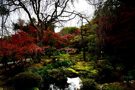 京都龍安寺/Kyoto Ryoanji