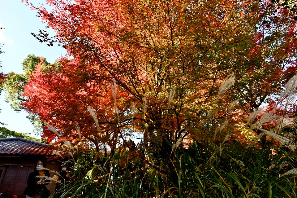 京都宇治平等院鳳凰堂 / Byodoin Hoohdo temple in Kyoto