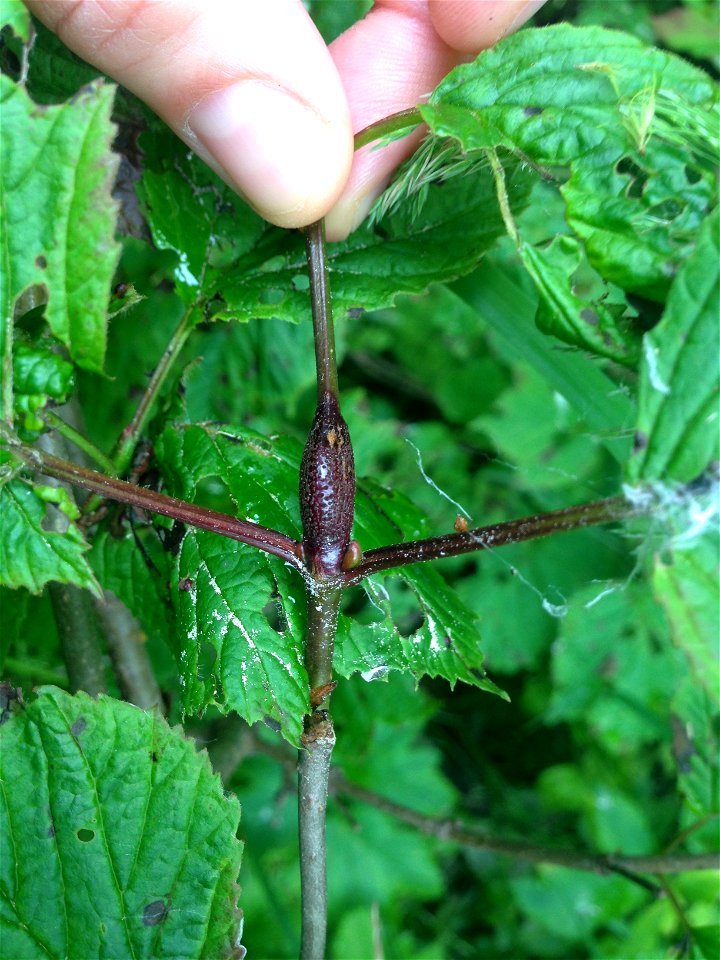 Viburnum-rust-leaf-and-stem-infection-Juneau-Tongass-3
