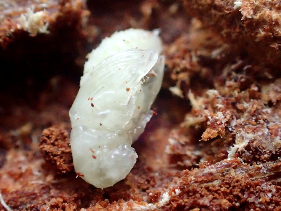 Spruce-beetle-pupa-Alaska
