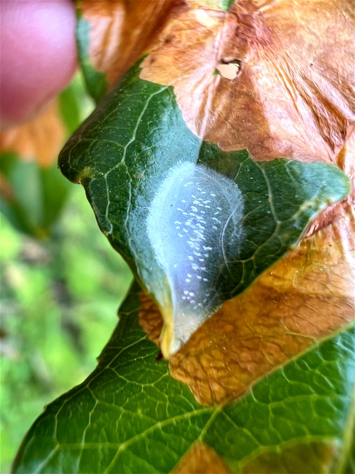 Willow-leafblotch-miner-pupal-stage- Alaska