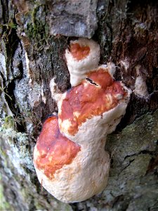 Fomitopsis-pinicola-mounceae-conks-Alaska-2