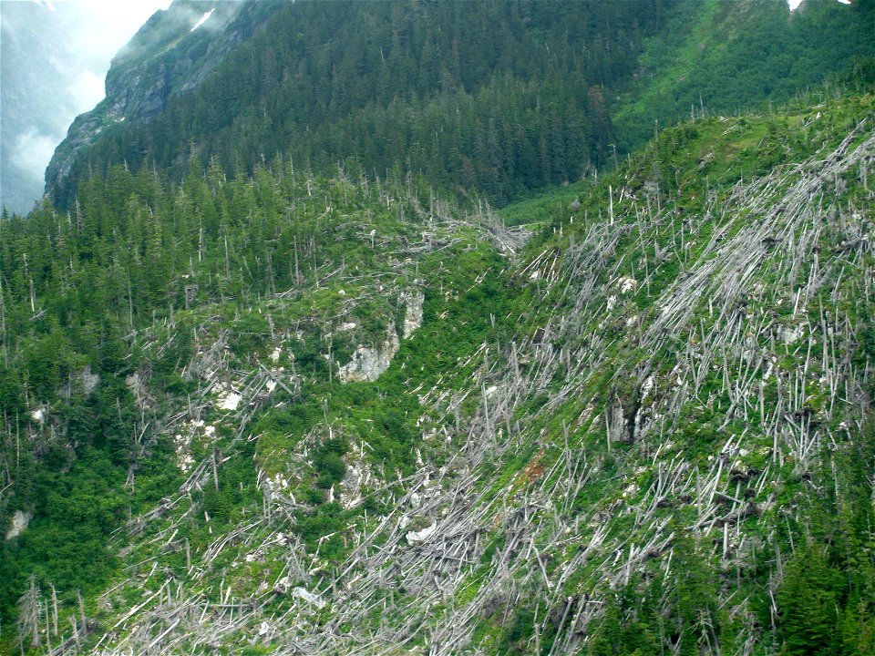 Windthrow-Lynn-Canal-2011-Tongass-1