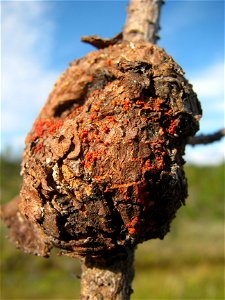 Western-gall-rust-Nectria-Prince-of-Wales-Island-Tongass
