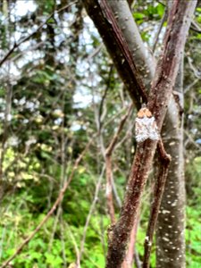 Western-blackheaded-budworm-moth-TongassNF