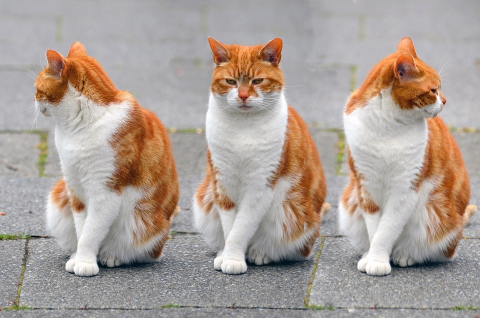 three cute red kitten