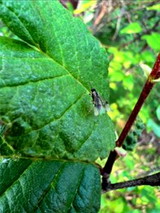 Adult-birch-leafminer-on-leaf-Alaska