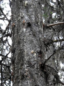 Spruce-beetle-damage-and-woodpecker-damage-Alaska-1