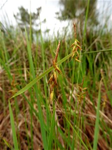 Carex pulicaris L., 1753