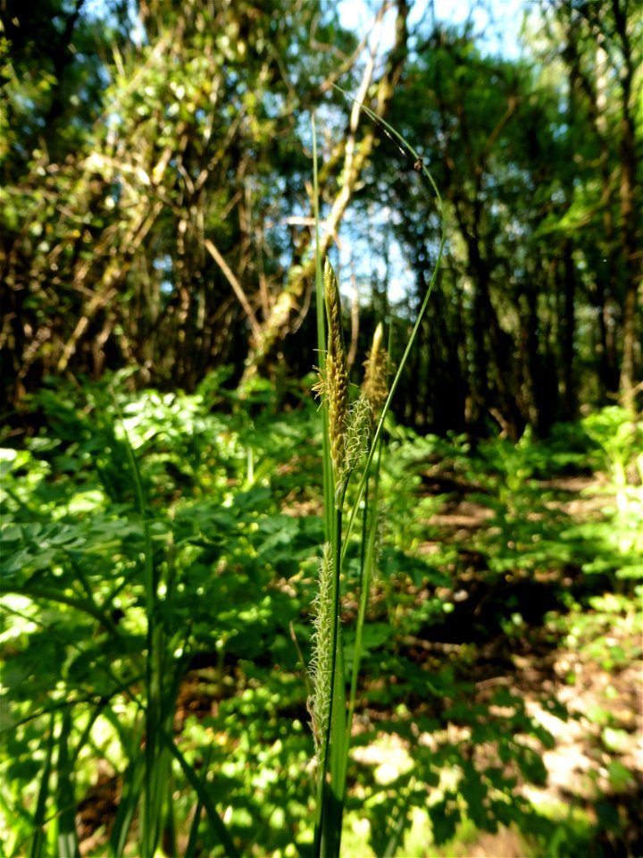 Carex laevigata Sm., 1800