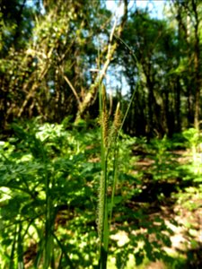 Carex laevigata Sm., 1800