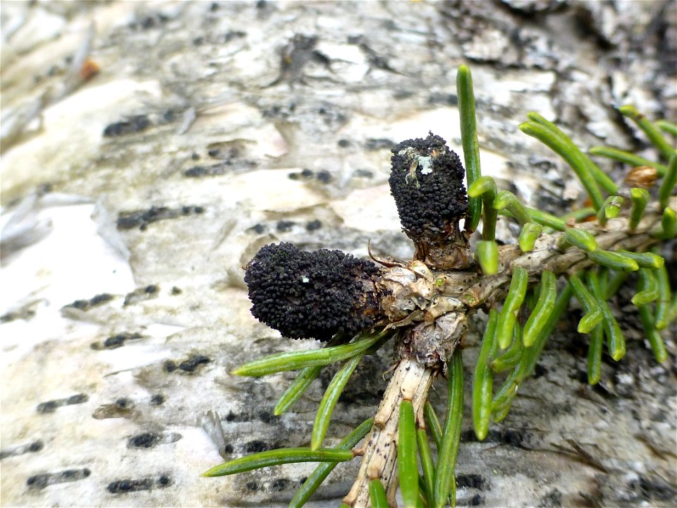 Gemmamyces-piceae-fruiting-white-spruce-buds-Alaska-1