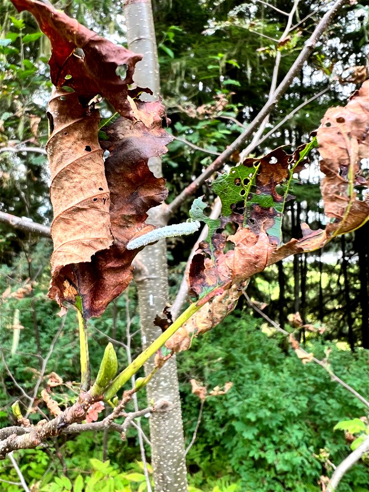 Woolly-alder-sawfly-caterpillar-TongassNF