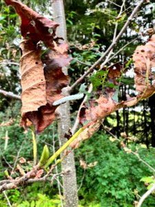 Woolly-alder-sawfly-caterpillar-TongassNF